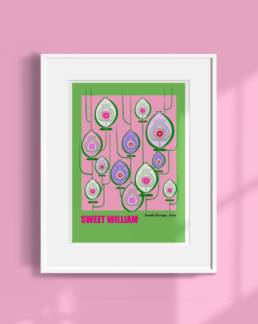 Sweet William Art Print - Unframed